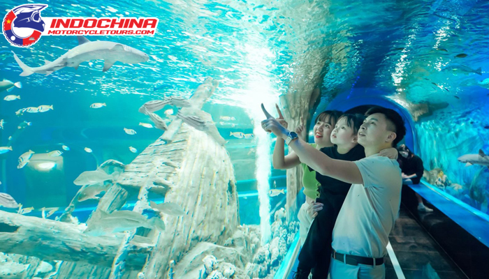 Explore the lively ocean world in Times City Aquarium