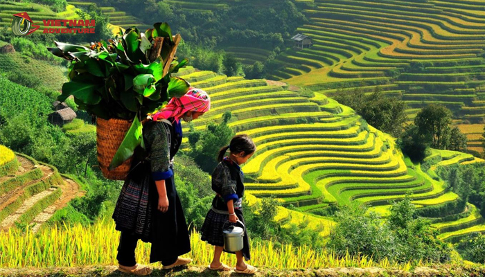 Hoang Su Phi is ripe rice season with bright yellow colors under the sunlight