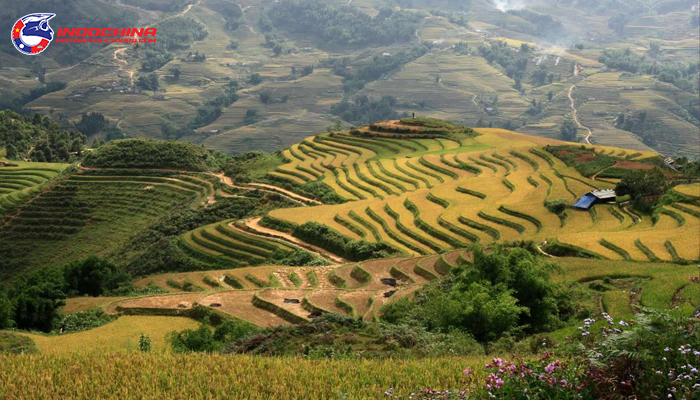 Sapa ripe rice season - Beautiful colorful picture