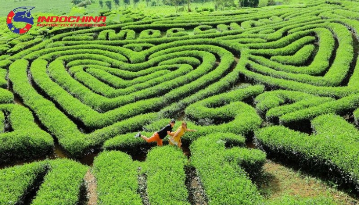 Heart-Shaped Tea Hill is a beloved romantic spot in Moc Chau