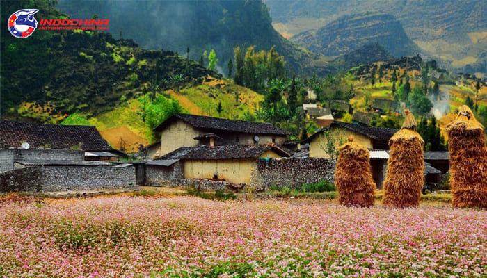 Impressive Lung Cam Ha Giang cultural and tourist village, damask in the northernmost region