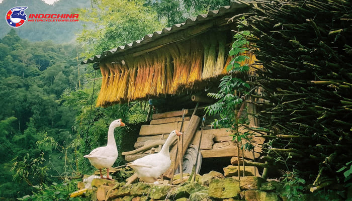 Thien Huong ancient village in Ha Giang attracts all tourists at first sight