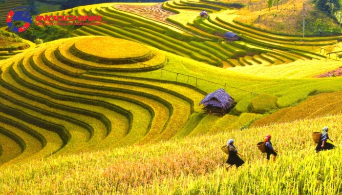 Harvest season in Ha Giang