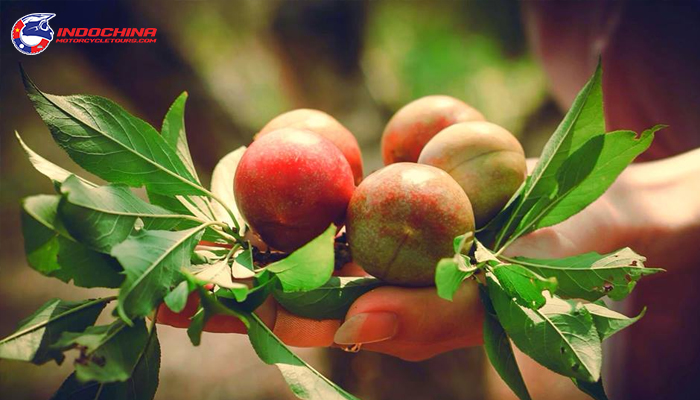 The fruit-picking festival is held when Moc Chau plums are most fruitful.