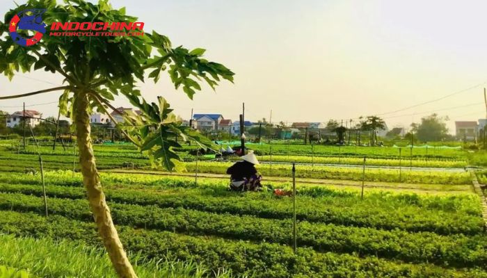 Experience the rural charm of Tra Que Vegetable Village, where tradition and organic farming thrive.