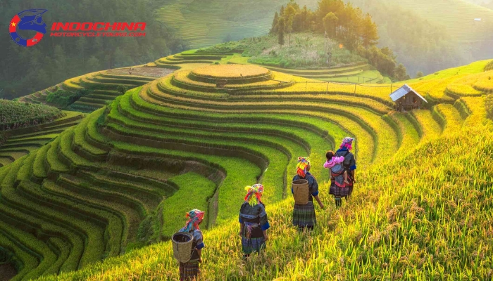 Stunning terraced rice fields of Sapa