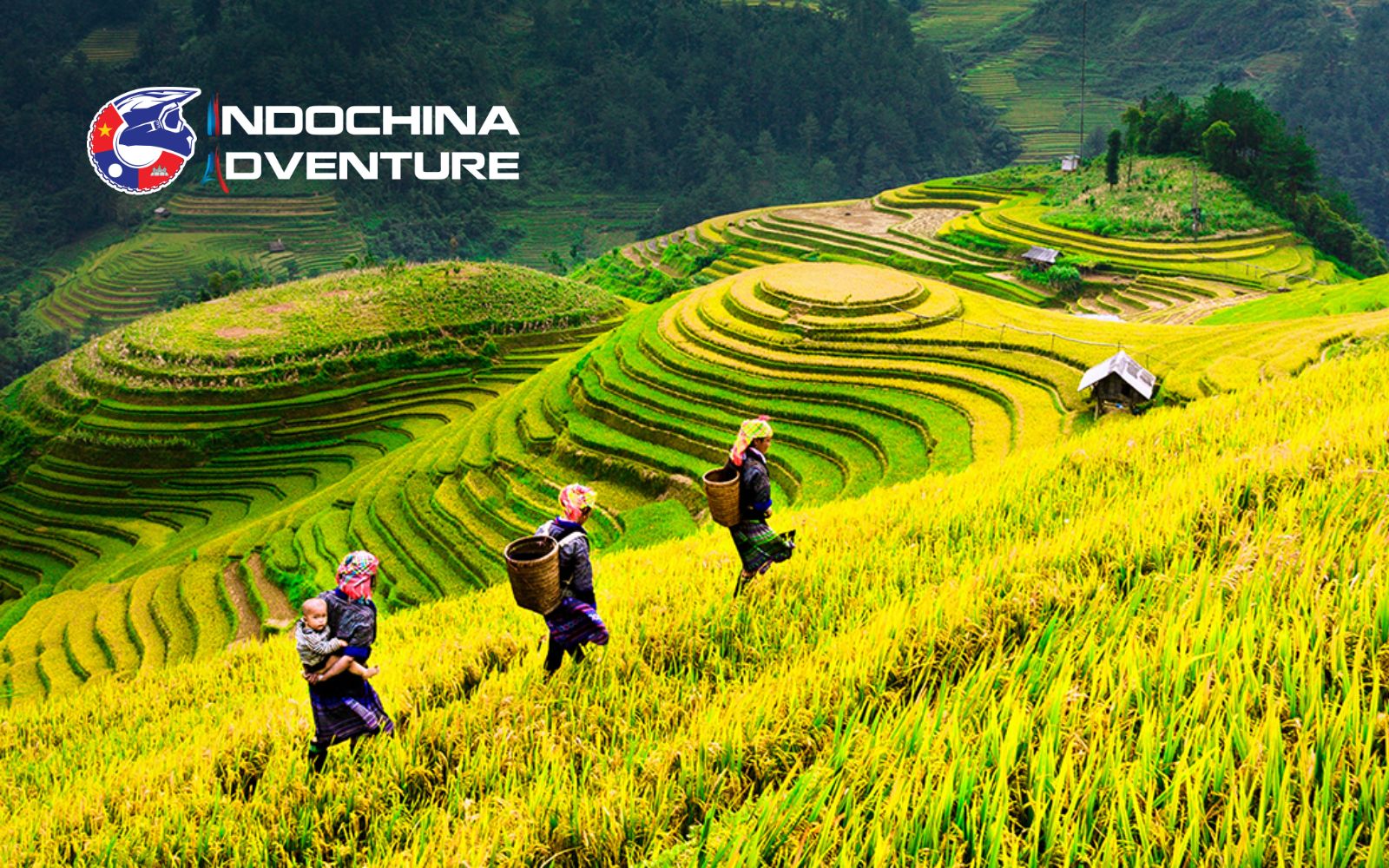 Explore the golden rice terraces in Sapa’s stunning autumn