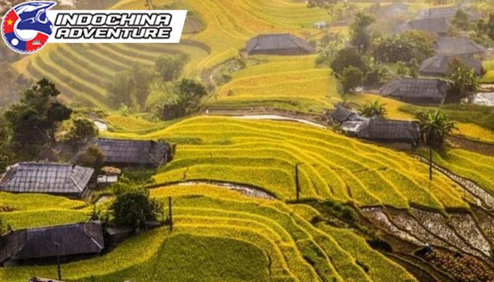 Explore the golden rice terraces in Sapa’s stunning autumn.