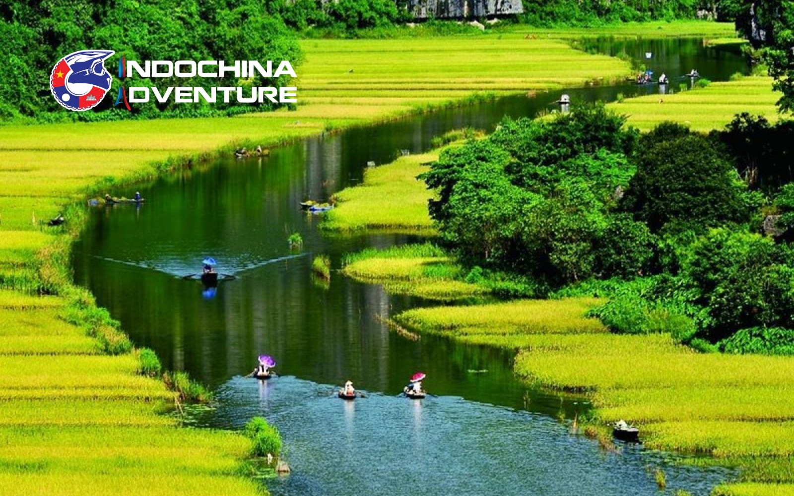 Golden rice fields during harvest season create a stunning sight in Ninh Binh