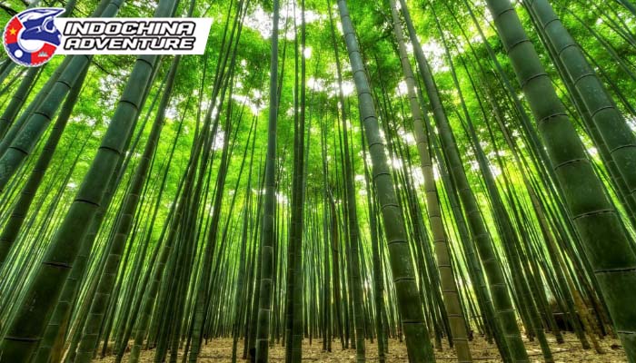 Connect with nature at Bamboo Forest