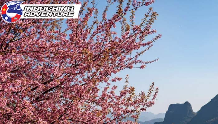 The beauty of Ha Giang in Spring Season