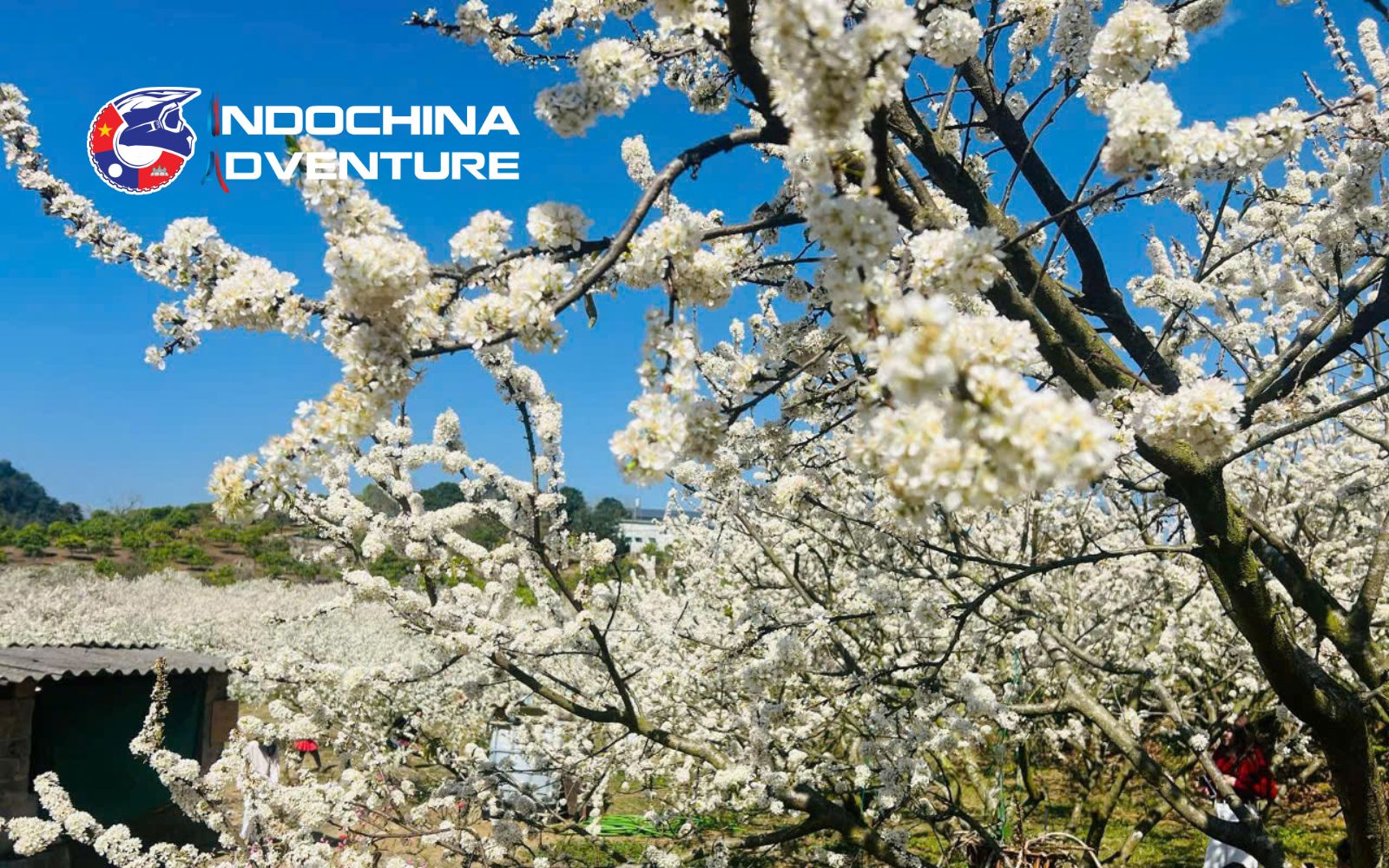 Springtime in Cao Bang is a delight for the senses