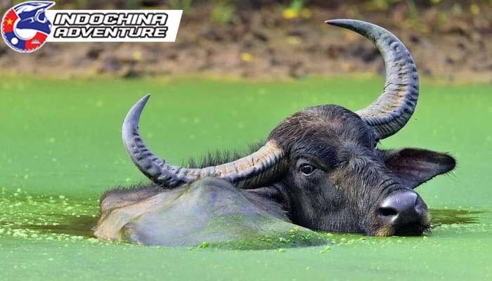 Water buffalo