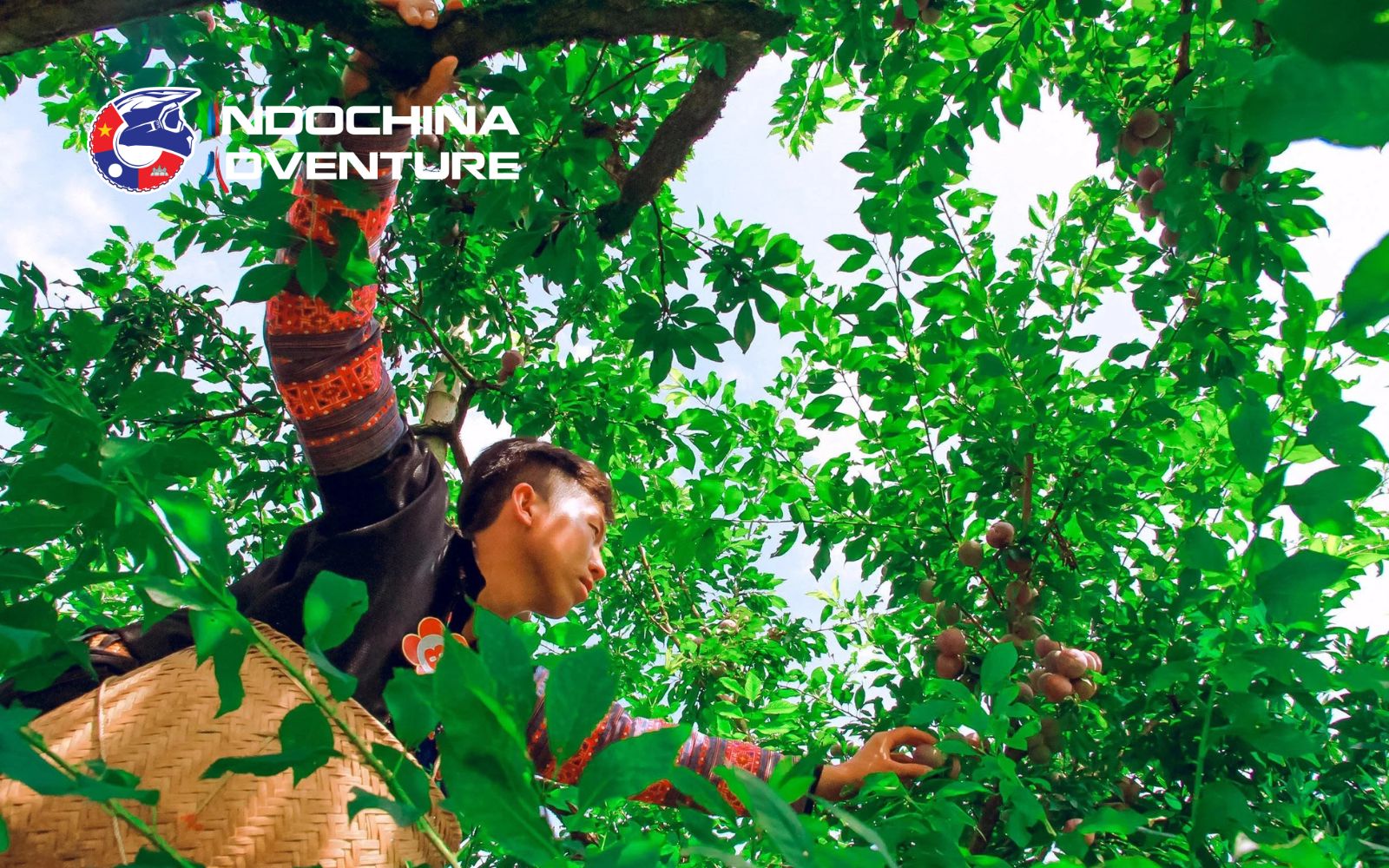 The fruit-picking festival is held when Moc Chau plums are most fruitful