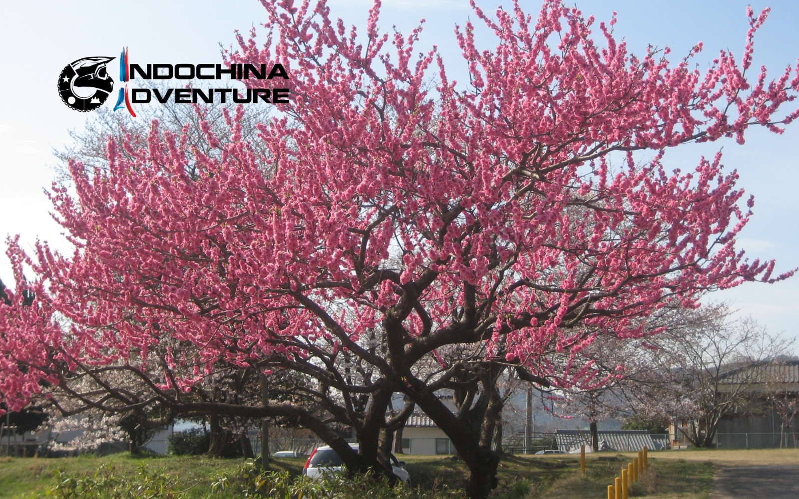 The pink blossoms create a magical atmosphere