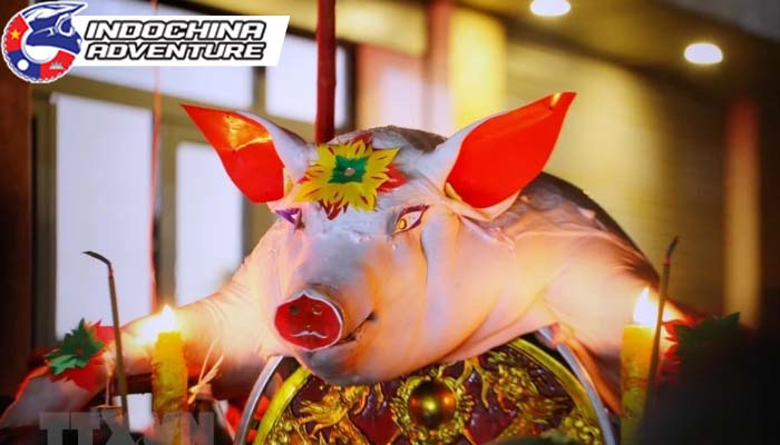 The pigs selected for the "Pig Procession" Ritual undergo a meticulous selection process years in advance