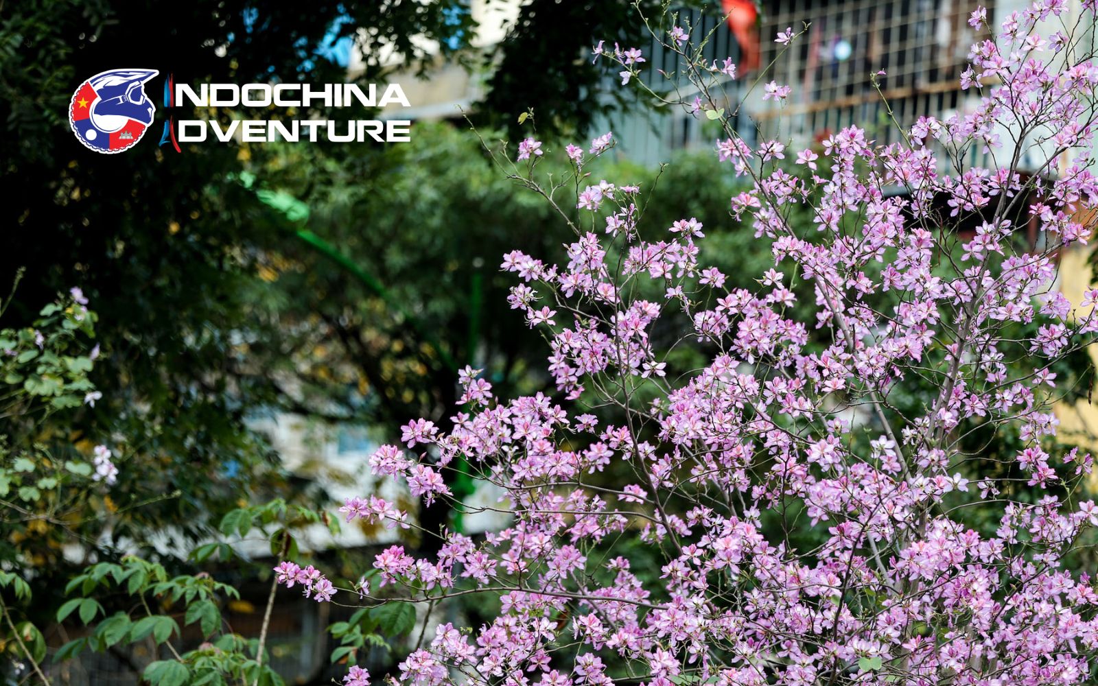 Hanoi spring with a poetic beauty