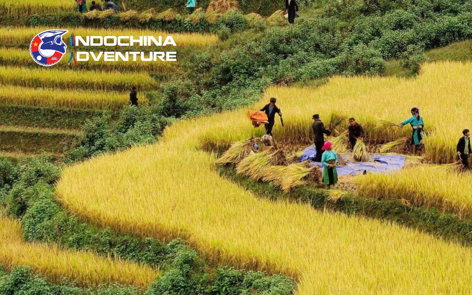 Witness the beauty of ripe golden rice fields during harvest time