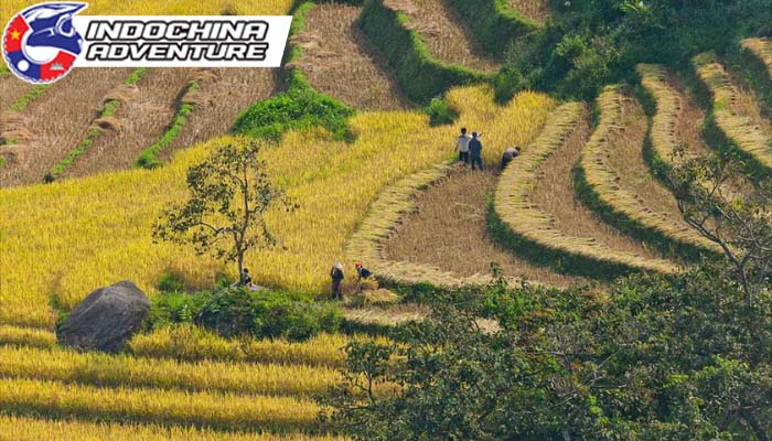 Witness the beauty of ripe golden rice fields during harvest time.
