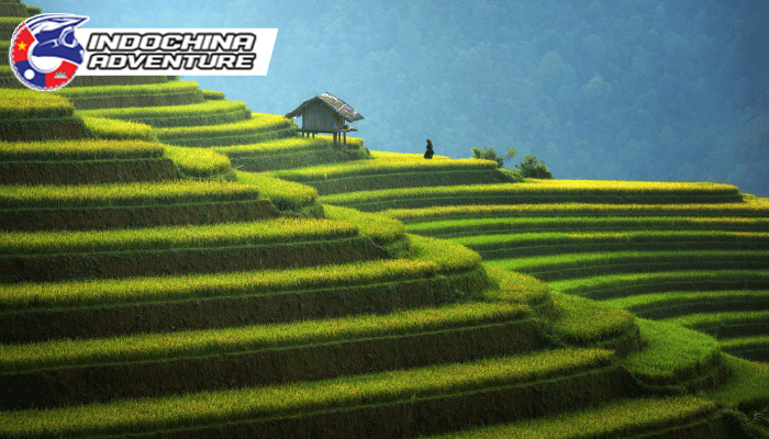 Iconic Terraced Rice Fields of Mu Cang Chai
