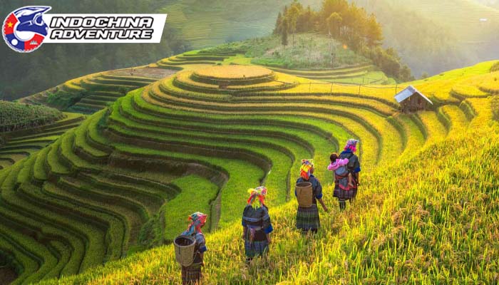 Stunning terraced rice fields of Sapa