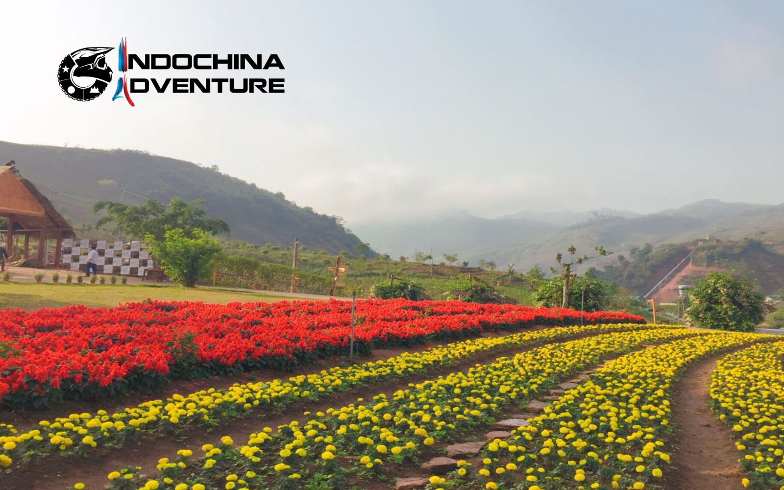 A vibrant kaleidoscope of colors in Moc Chau's breathtaking flower gardens