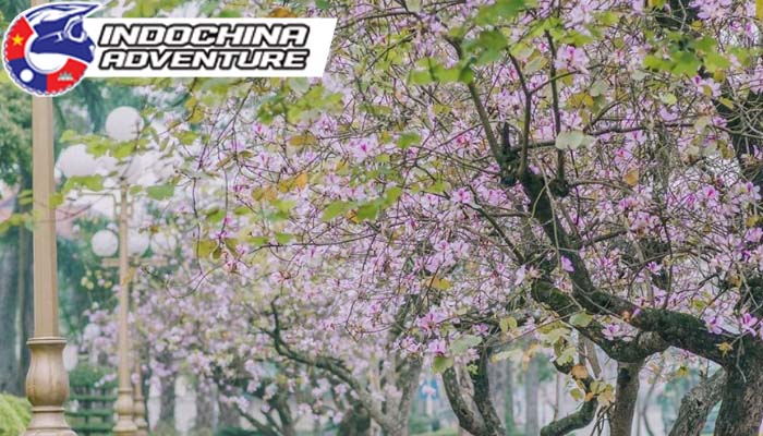 Hanoi spring with a poetic beauty