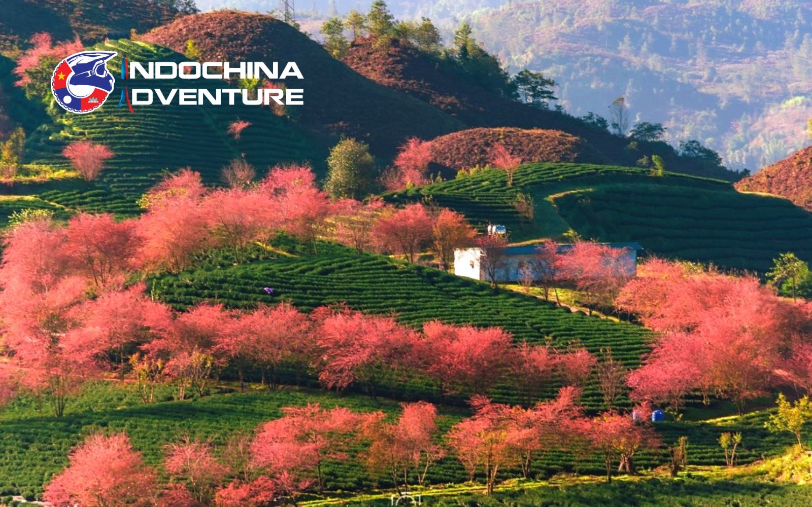 Enjoy blooming flowers and refreshing weather in Sapa’s springtime