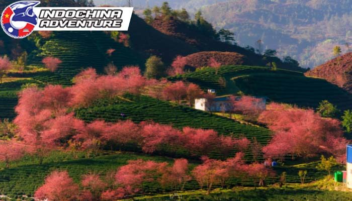 Enjoy blooming flowers and refreshing weather in Sapa’s springtime.