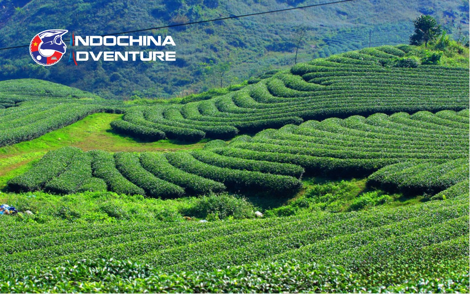 ​​Don't miss the iconic heart-shaped tea hill in Moc Chau