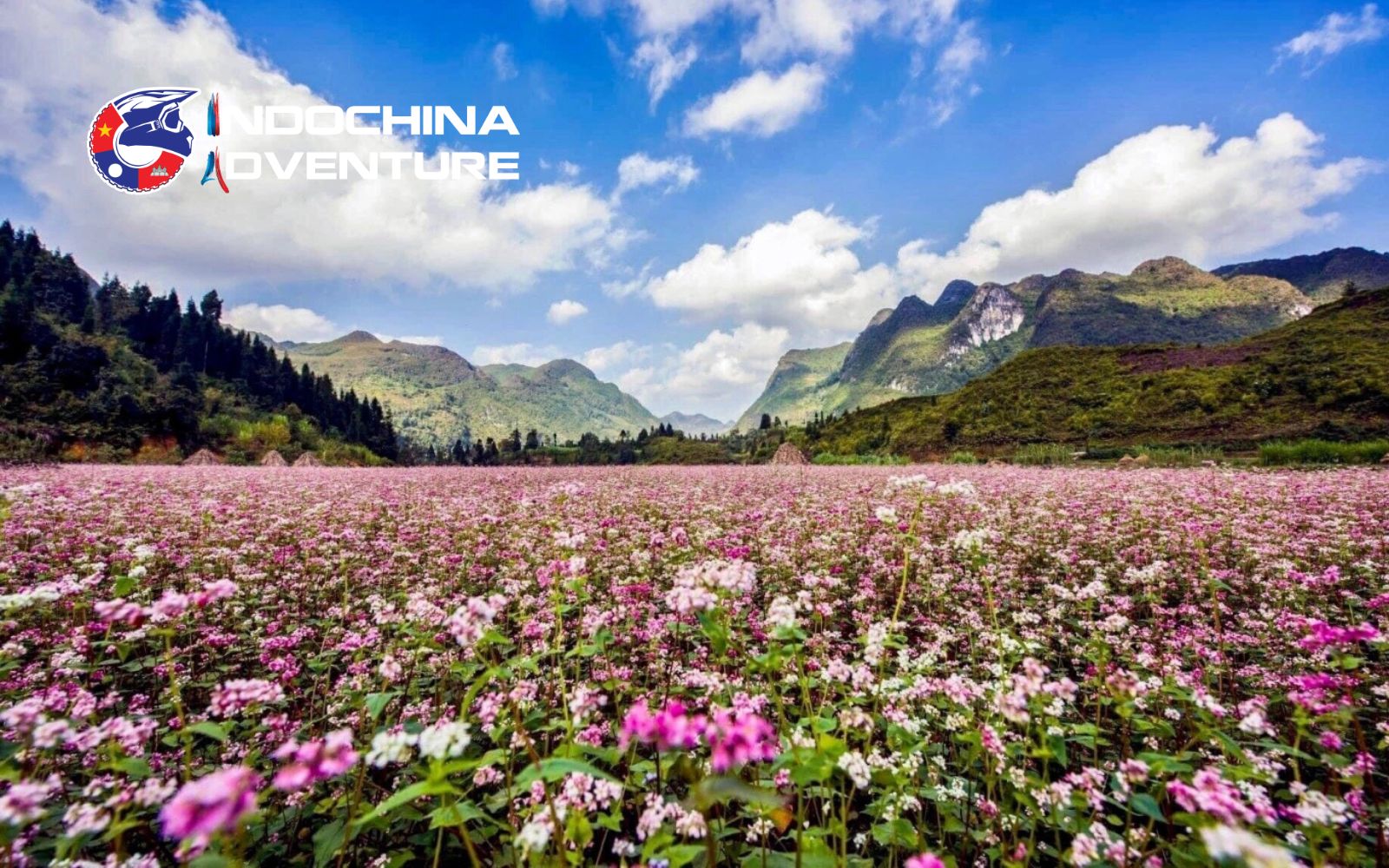 Blooming season is the best time to visit Dong Van