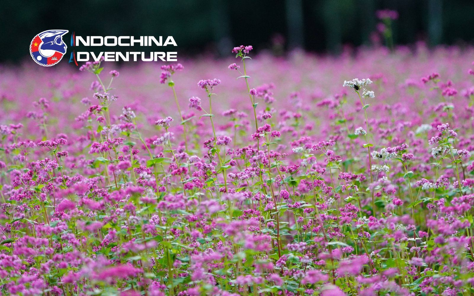 The fields are blanketed with pink buckwheat flowers