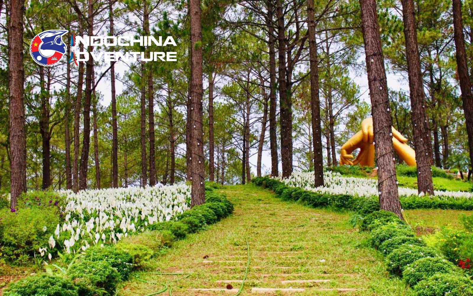 A serene trail winding through the towering pine trees of Ban Ang Pine Forest