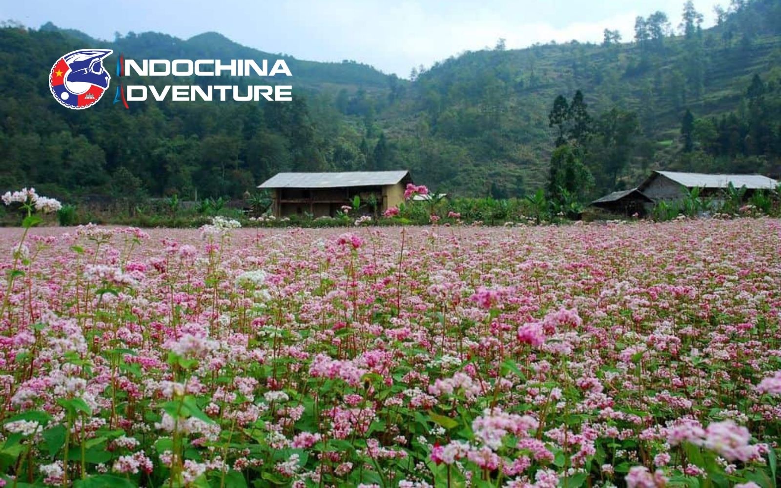 Come to Ha Giang to see the surprising beauty of the buckwheat flower fields