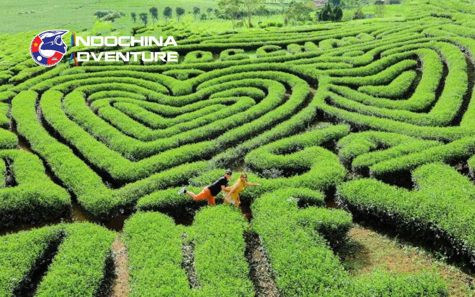 Heart-Shaped Tea Hill is a beloved romantic spot in Moc Chau