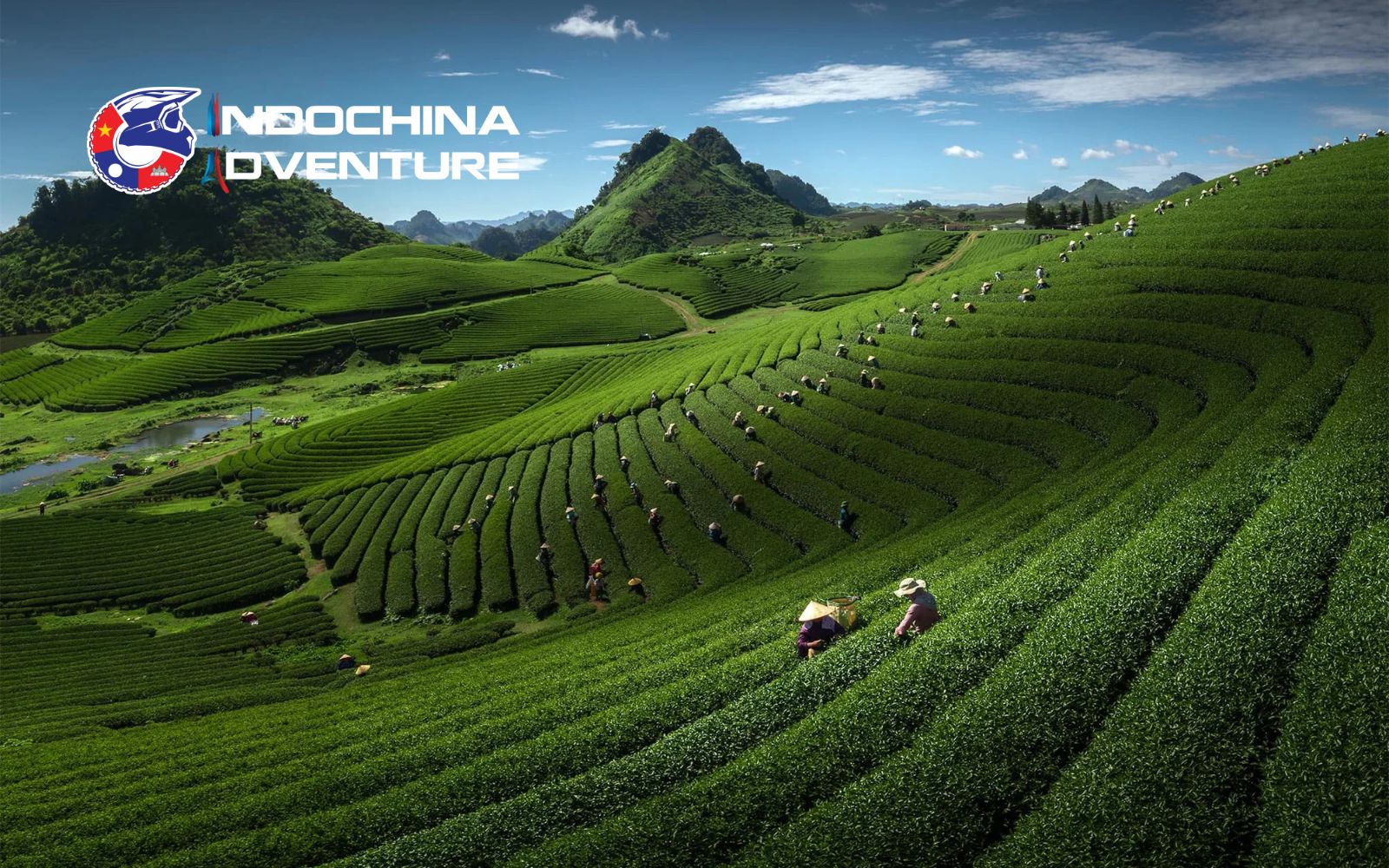 Verdant waves of tea bushes stretching as far as the eye can see in Moc Chau's rolling tea plantations