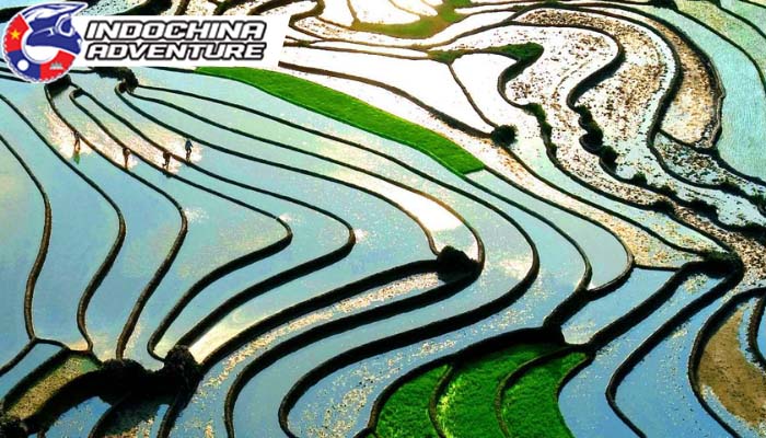 See the terraced fields come to life as water flows in for the new crops.
