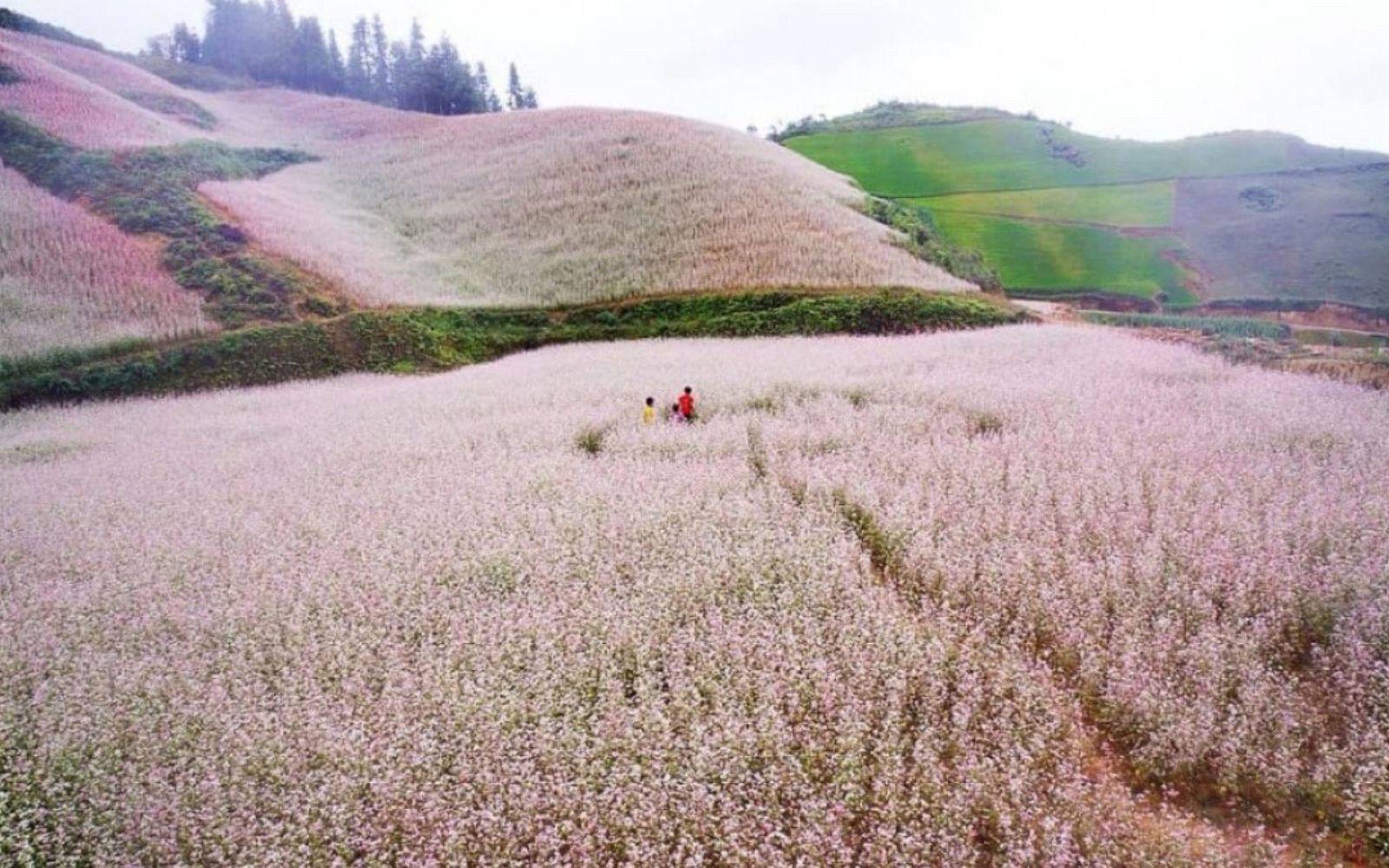 Witness the valleys covered in pink buckwheat flowers