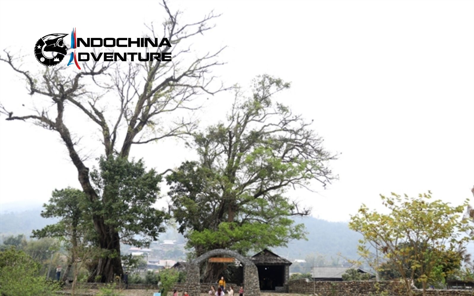Explore Ancient Fossilized Tree