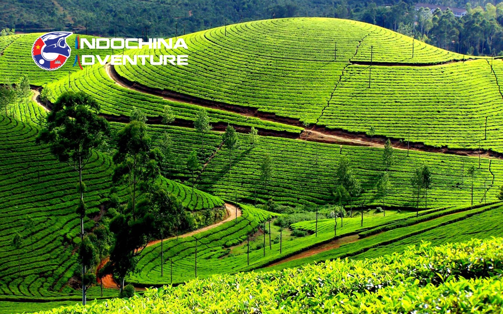 Rolling green tea hills on a motorbike tour Moc Chau Plateau