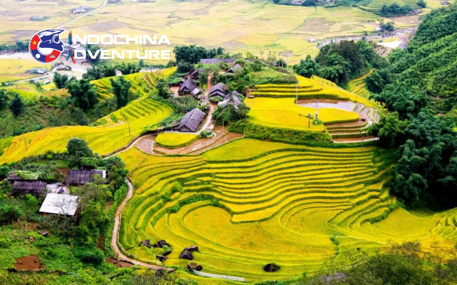 Golden harvest fields along a Ha Giang motorcycle tours route