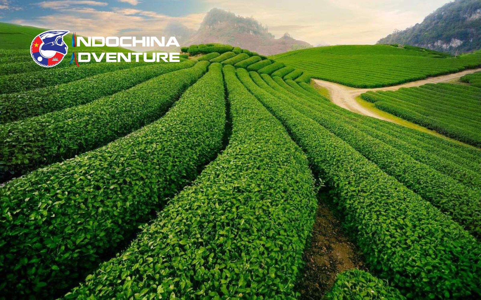 Explore Moc Chau tea hills during Son La motorbike tours