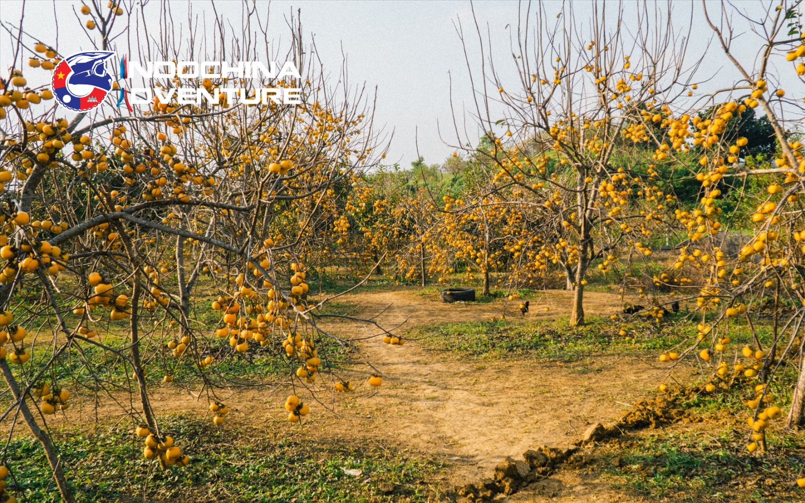 Fresh fruit orchards visited on Moc Chau Plateau motorcycle tours