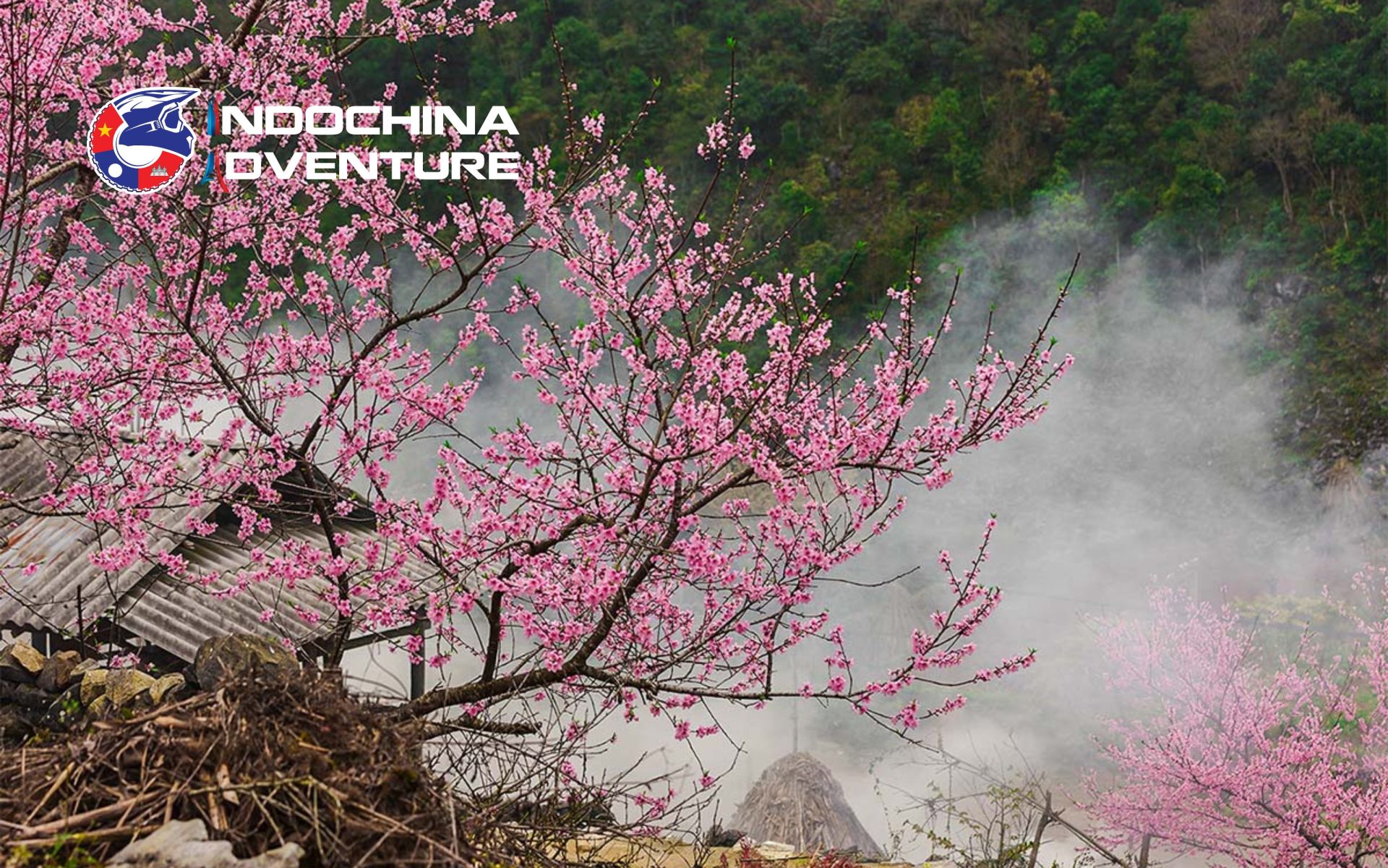 Colorful spring festivals and blooming peach blossoms make this a vibrant season to visit Meo Vac Spring - Motorbike tours Meo Vac best time