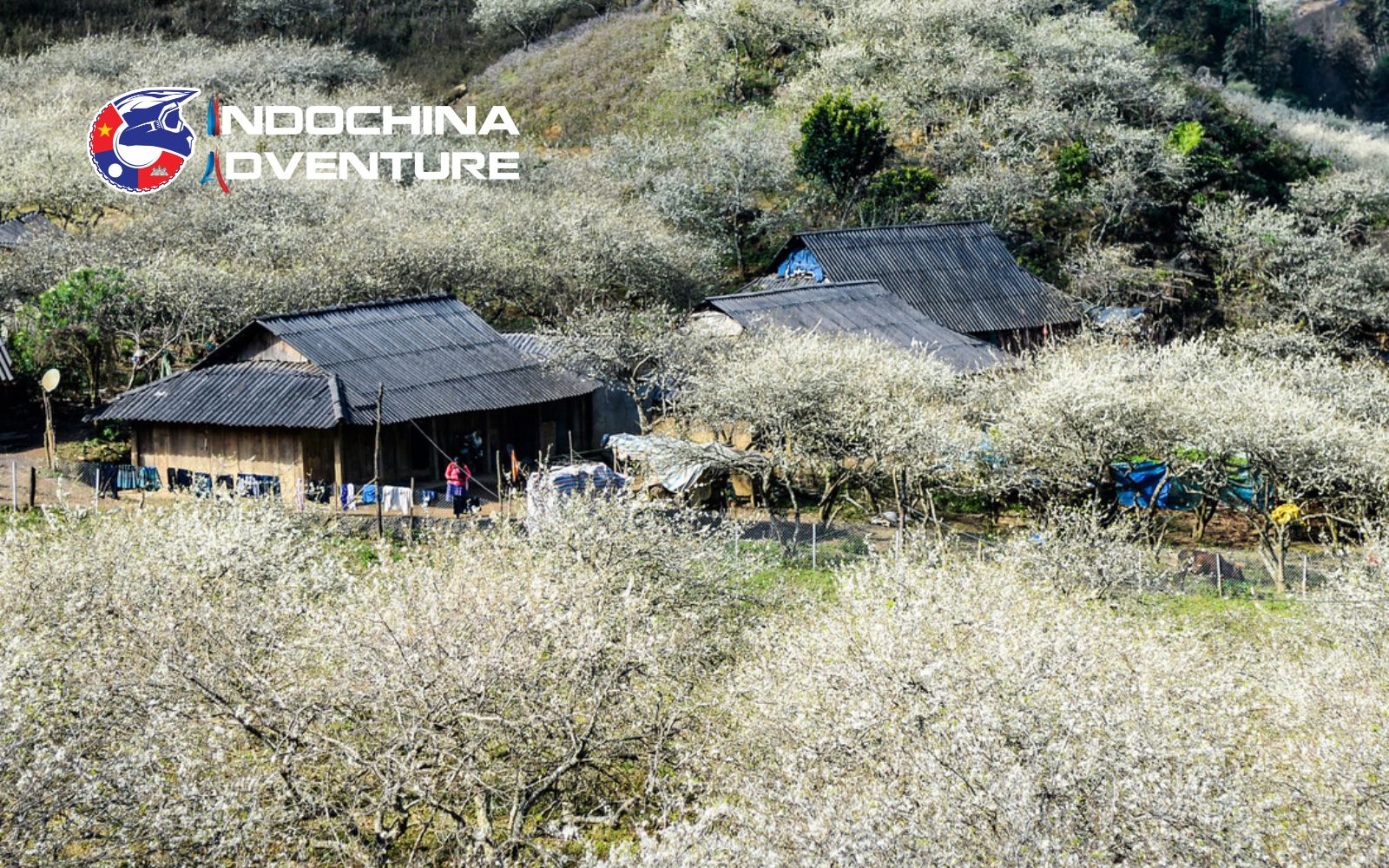 Witness the breathtaking bloom of flowers and plums across Moc Chau Plateau Blooming fields in Moc Chau