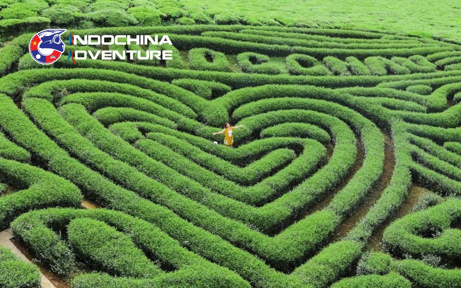 Immerse yourself in the endless green beauty of the heart-shaped Moc Chau Tea Hills Moc Chau Tea Hills - most iconic places to visit in Moc Chau Plateau.