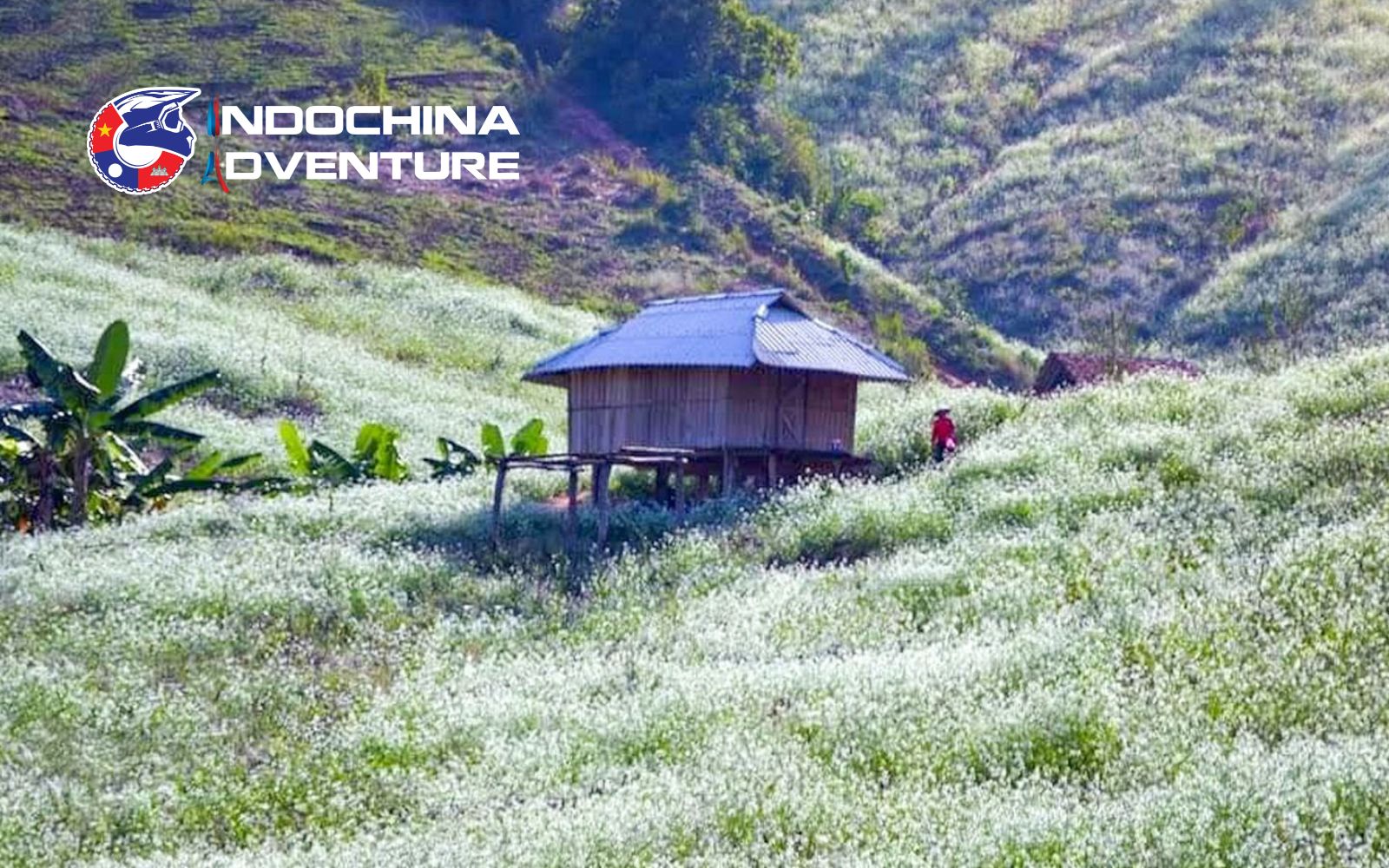 Discover the traditional lifestyle and seasonal beauty of Pa Phach Hmong Village Hmong ethnic village in bloom, highlight of Son La motorbike tours