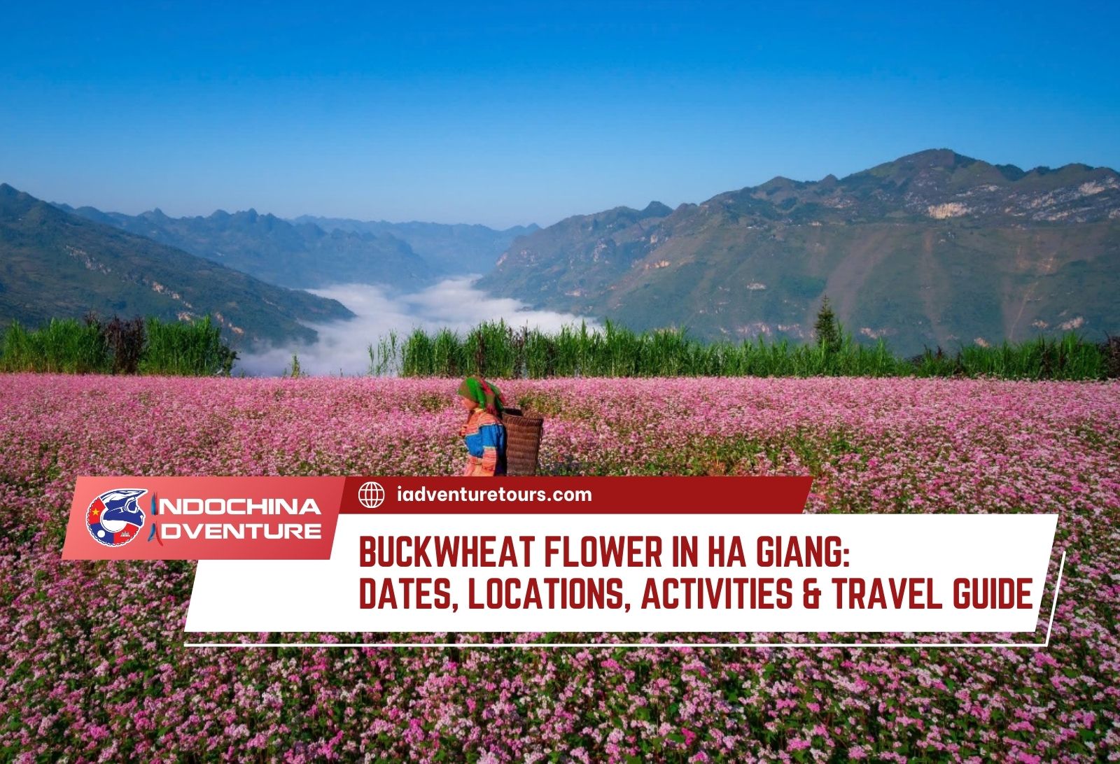buckwheat flower festival in Ha Giang