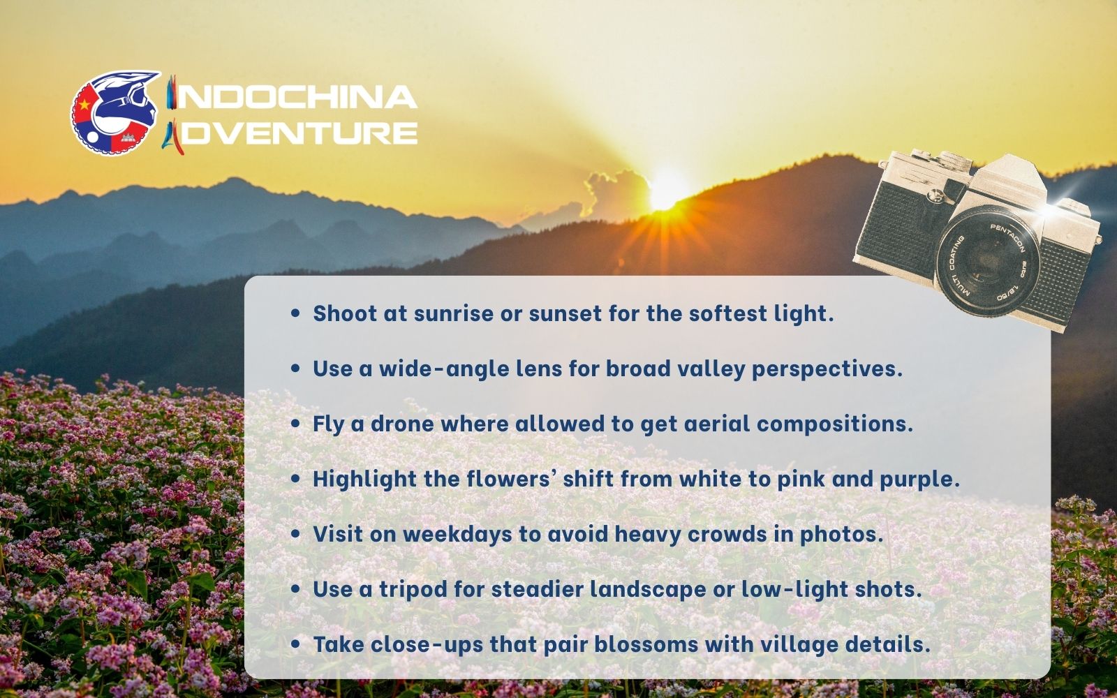 Capture soft light at sunrise for dreamy floral landscapes Capture soft light at sunrise for dreamy floral landscapes