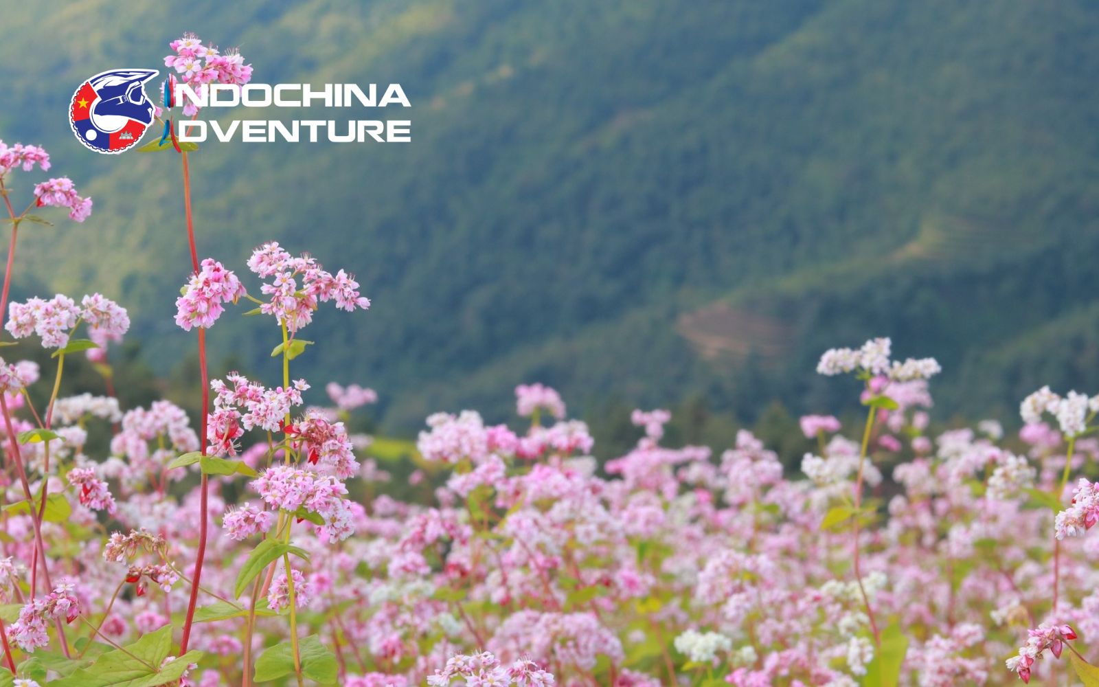 Tiny blossoms symbolizing strength and heritage in Ha Giang mountains Tiny blossoms symbolizing strength and heritage in Ha Giang mountains